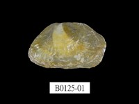 藏品(銀蛤)的圖片